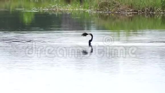 安欣嘉鸟在湖里吃鱼视频的预览图