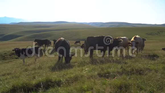 俄罗斯高加索山脉斜坡上的奶牛放牧视频的预览图