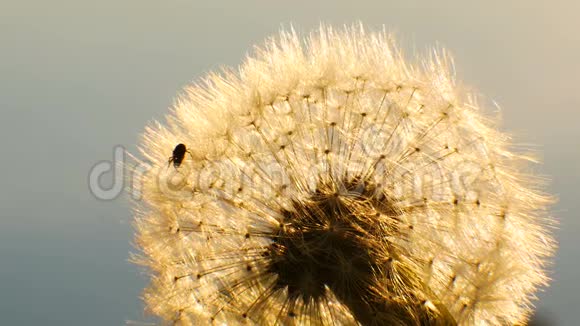 阳光下的蜘蛛在蒲公英黎明的背景下闪耀视频的预览图