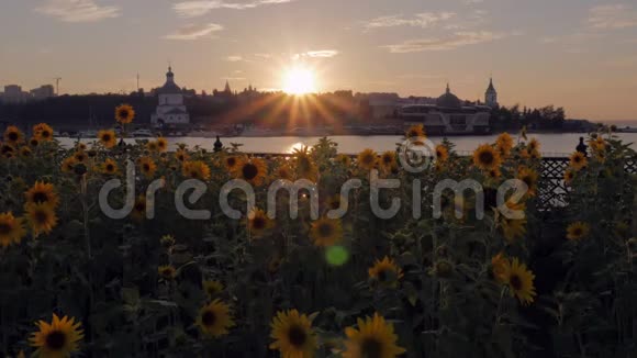 市中心河岸上的向日葵和五颜六色的日落视频的预览图
