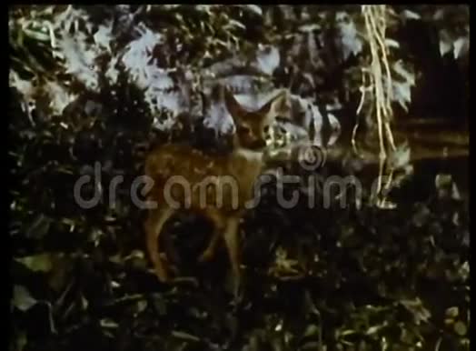 小鹿在树林里迷路了视频的预览图