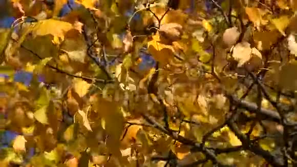 黄桦树的叶子映衬着蓝天4K视频的预览图