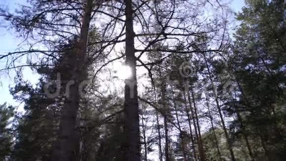 阳光透过森林中的树木视频的预览图