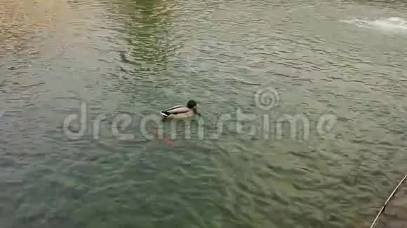 池塘里的野鸭城市公园里有野鸭的池塘视频的预览图