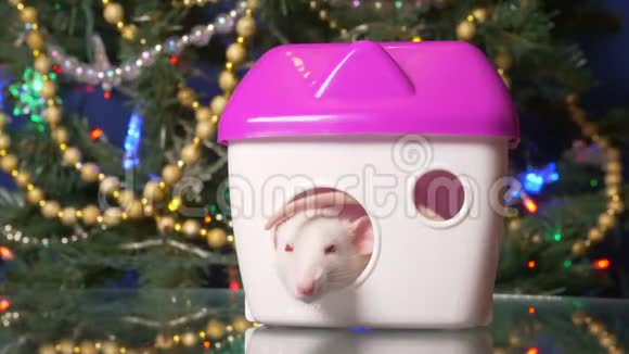 白鼠2020年新年的象征圣诞树背景上的金属老鼠和她的房子视频的预览图