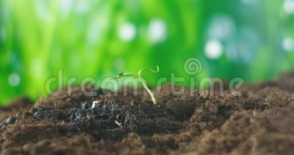 农业种植植物植物幼苗手培育和浇灌发芽的幼苗视频的预览图