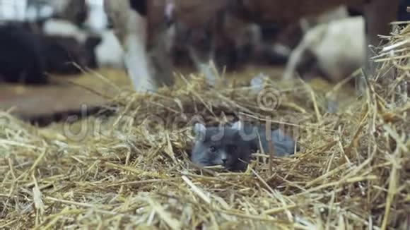 惊恐的灰猫躺在干草里饶有兴致地环顾四周动物农场的背景小睡一会儿视频的预览图