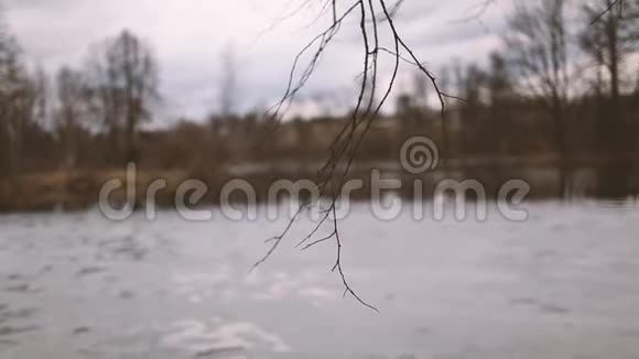 树枝在一个带雪的池塘的背景下视频的预览图