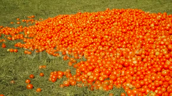 红西红柿躺在绿草地上视频的预览图