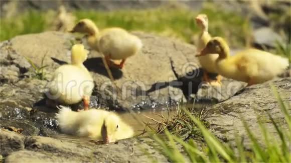 小鸭子在溪边阳光明媚的日子里玩得很开心视频的预览图