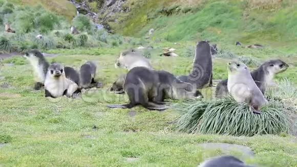 南极毛皮海豹一家在草地上视频的预览图