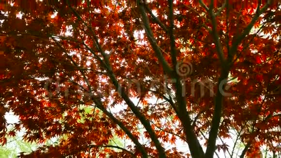 秋天的红色枫叶背景中有树叶摄像机回到滑块上颜色校正视频的预览图