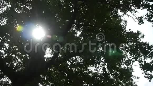 阳光透过银杏树树干叶子的树枝视频的预览图