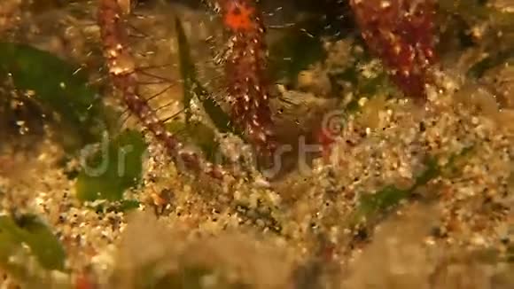 隐士蟹宏射视频的预览图
