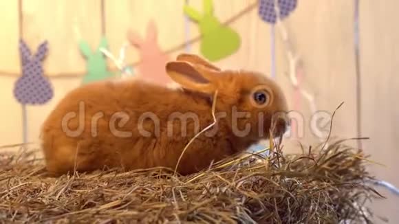 毛茸茸的兔子复活节庆祝传统符号概念坐在巢里视频的预览图