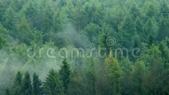雾在森林里慢慢升起视频的预览图