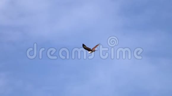 婆罗门风筝在天空中飞翔视频的预览图