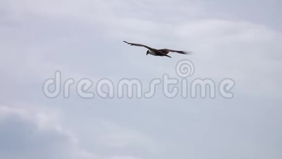 婆罗门风筝在天空中飞翔视频的预览图