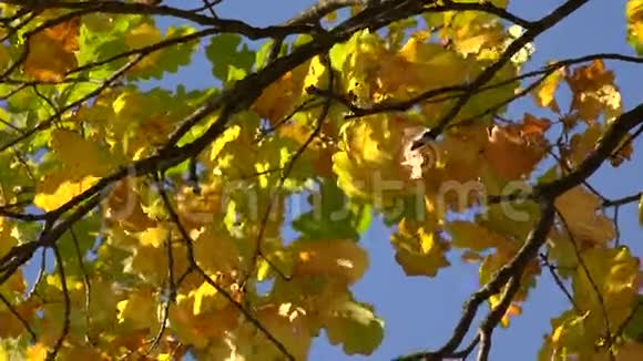 黄橡树在蓝天上落叶4K视频的预览图