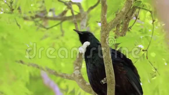翠新西兰鸟唱歌视频的预览图