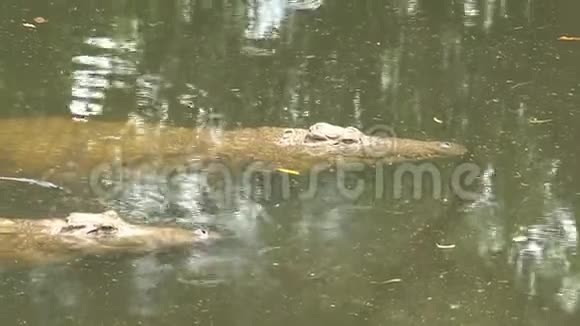 年轻的尼罗河鳄鱼半淹没在水中视频的预览图