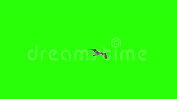 孤独的鸟在Chroma键上视频的预览图