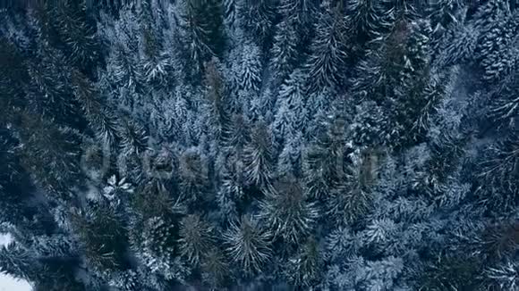 山区冬季杉树林的空中镜头从上面看到覆盖着雪的松树四架直升机视频的预览图