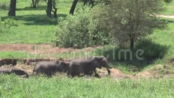 非洲小象和牛群一起穿过草原视频的预览图