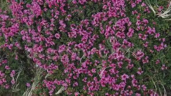 近距离观赏高地的粉色山花纯粹的自然自然之美盛开的花朵令人叹为观止视频的预览图