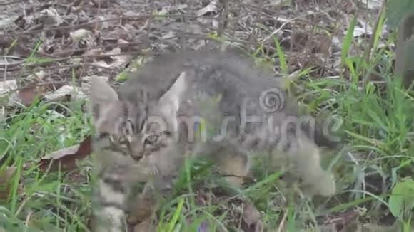 小猫在草地上散步视频的预览图
