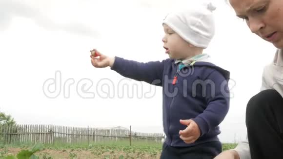 母亲和儿子从植物床上撕下草莓可爱的宝宝对浆果浆果视频的预览图