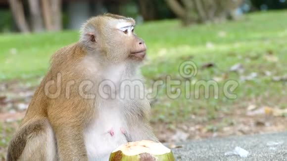 可爱的猴子吃椰子视频的预览图
