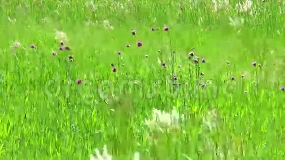 用春天的草本植物和花粘在一起视频的预览图