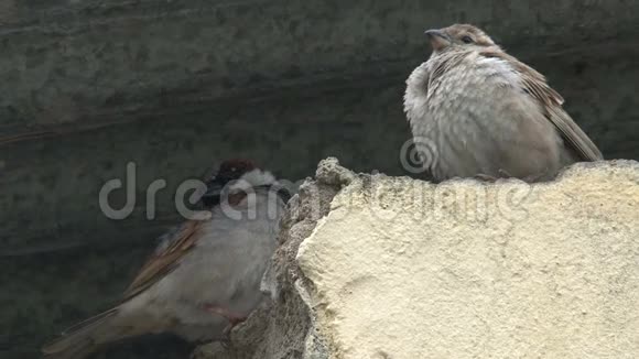 一对棕色的小鸟栖息在屋顶上视频的预览图