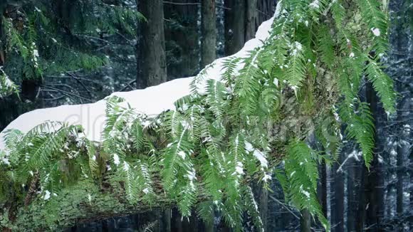 雪天树上的蕨类植物视频的预览图