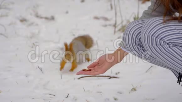 美丽的年轻女子在冬天的公园里喂松鼠慢动作她在冬天很快乐微笑冬季公园视频的预览图