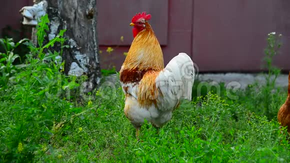 鸡和鸡在草地上行走视频的预览图