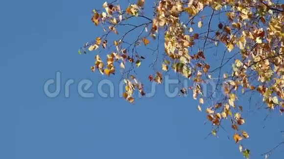 秋天的桦树枝在风中视频的预览图