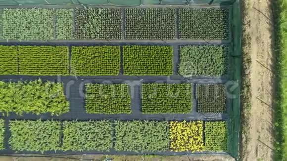 空中拍摄绿色田野和鲜花的俯视种植花卉蔬菜和视频的预览图