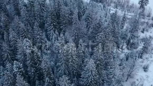 山区冬季杉树林的空中镜头从上面看到覆盖着雪的松树四架直升机视频的预览图
