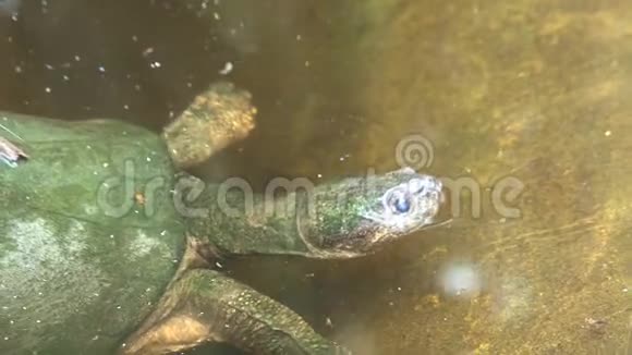 绿海龟在水下游泳视频的预览图