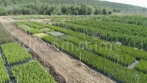 空中拍摄绿色的田野和鲜花种植花卉蔬菜和植被的农工综合体视频的预览图