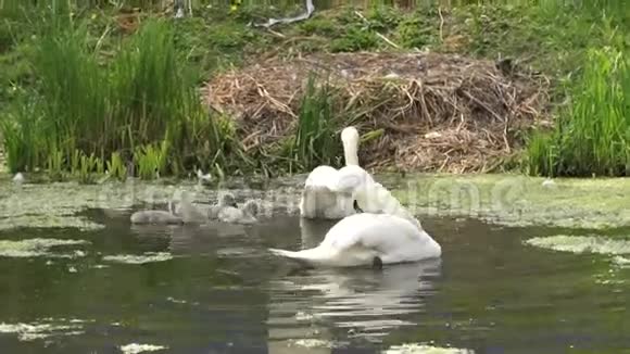 新生天鹅在它们的巢里视频的预览图
