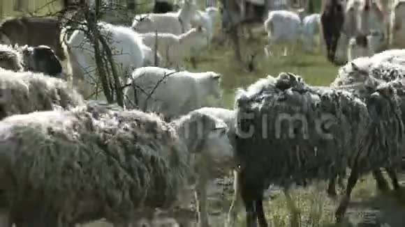 家养山羊和绵羊在田野里奔跑的羊群视频的预览图