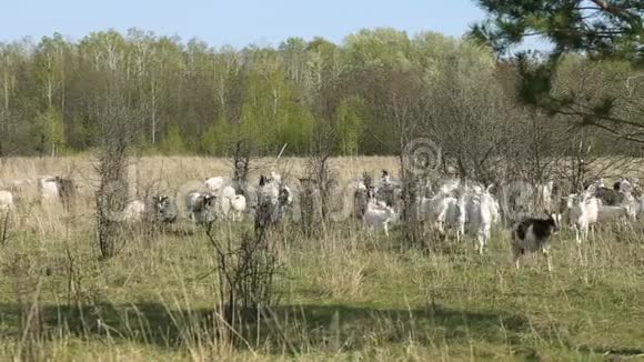 家养山羊和绵羊在田野里奔跑的羊群视频的预览图
