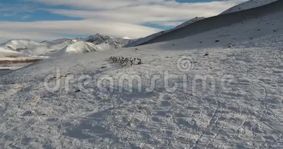 属吉尔吉斯斯坦性质的一群野羊视频的预览图