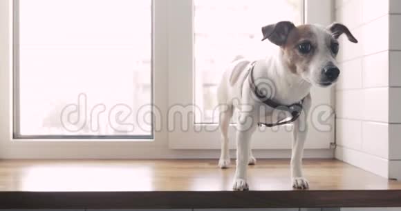 可爱的狗杰克罗素猎犬站在窗户上视频的预览图