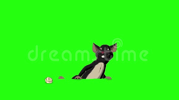 黑老鼠爬出来吃奶酪动画ChromaKey视频的预览图