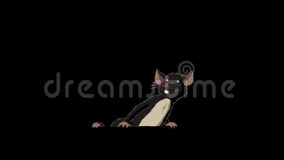黑老鼠爬出来然后隐藏动画阿尔法马特视频的预览图