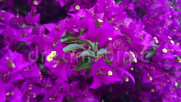黄色花朵的特写加上强烈的绿色和成吨的紫色紫罗兰色丁香色的叶子视频的预览图